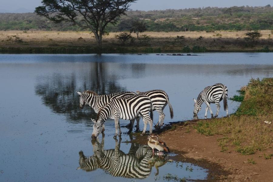 Nairobi National Park